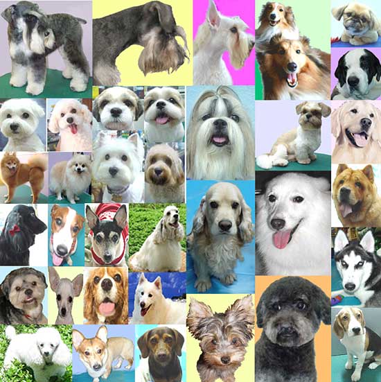 Toilettage chiens et chats cabanocabo saint gratien pontoise